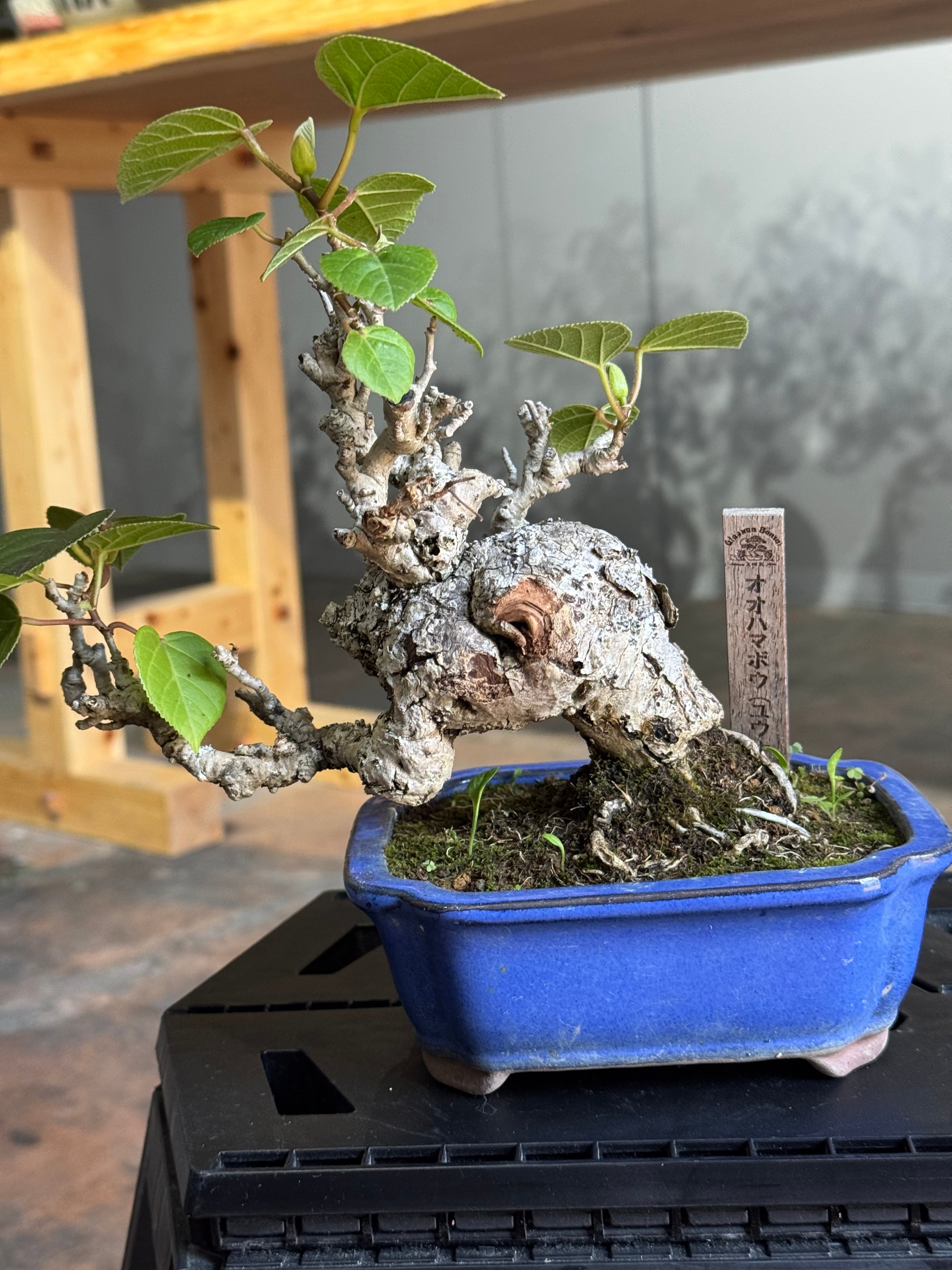 琉球盆栽】Talipariti tiliaceum 【ユウナ / オオハマボウ】ゴツゴツ樹