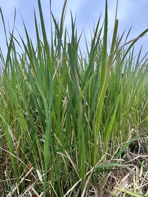 自然栽培　マコモ蒸し用乾燥マコモ葉180g