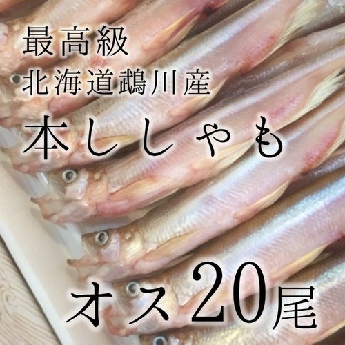 本ししゃも オス 特大20尾 北海道産鵡川 広尾 等【本シシャモオス特大20尾】冷凍 豊洲直送