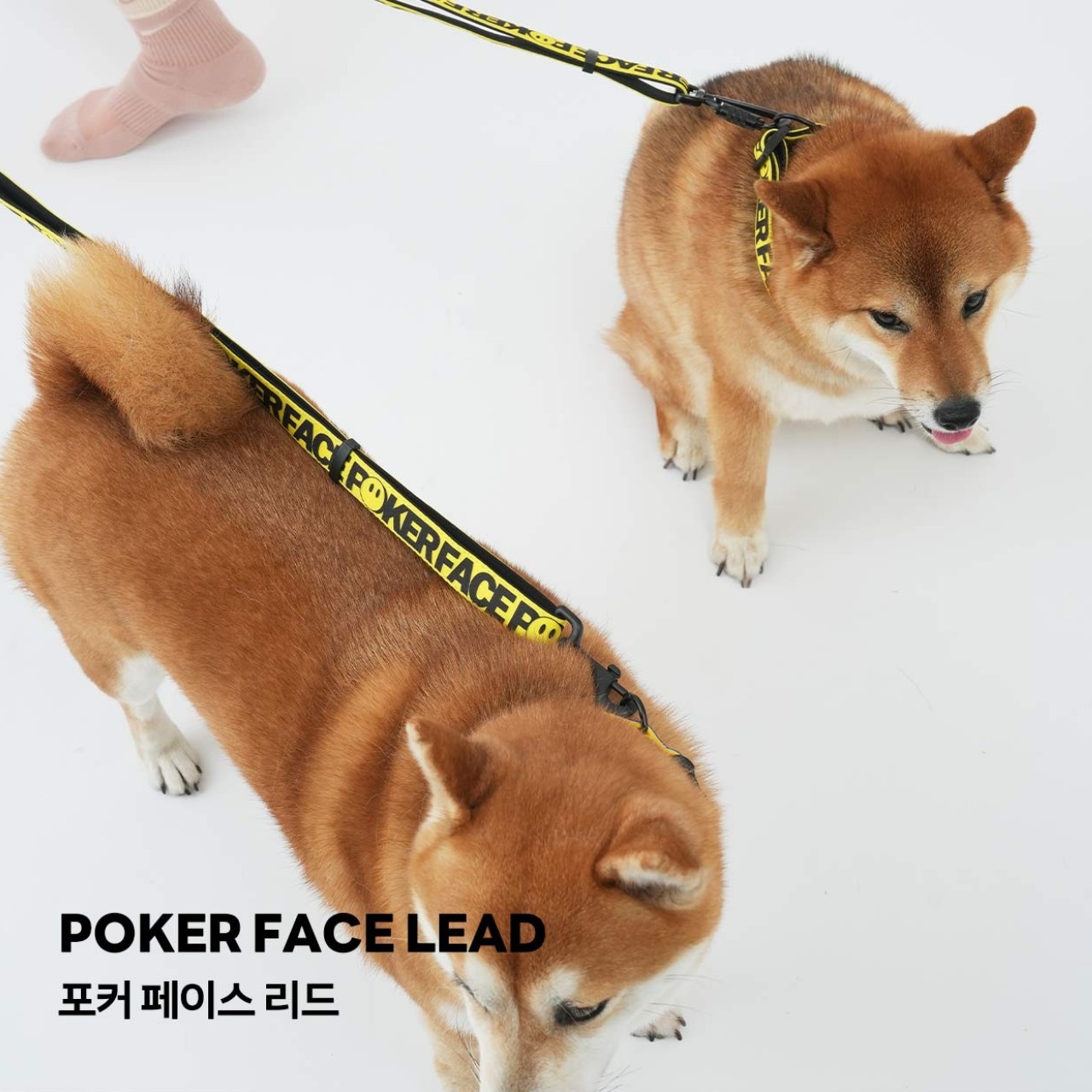 【PUPPYGALLERY公式】【予約】アトランタリード　ML