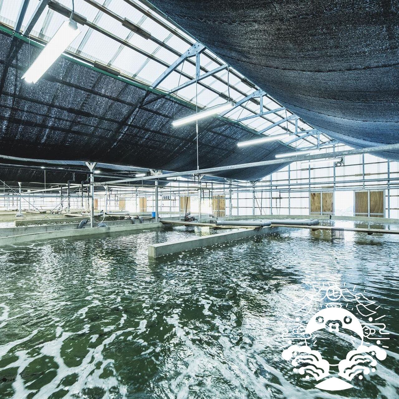 壱岐七ふく神】のトラフグ極上ヒレ酒用ヒレ（10杯分）！ | こだわり