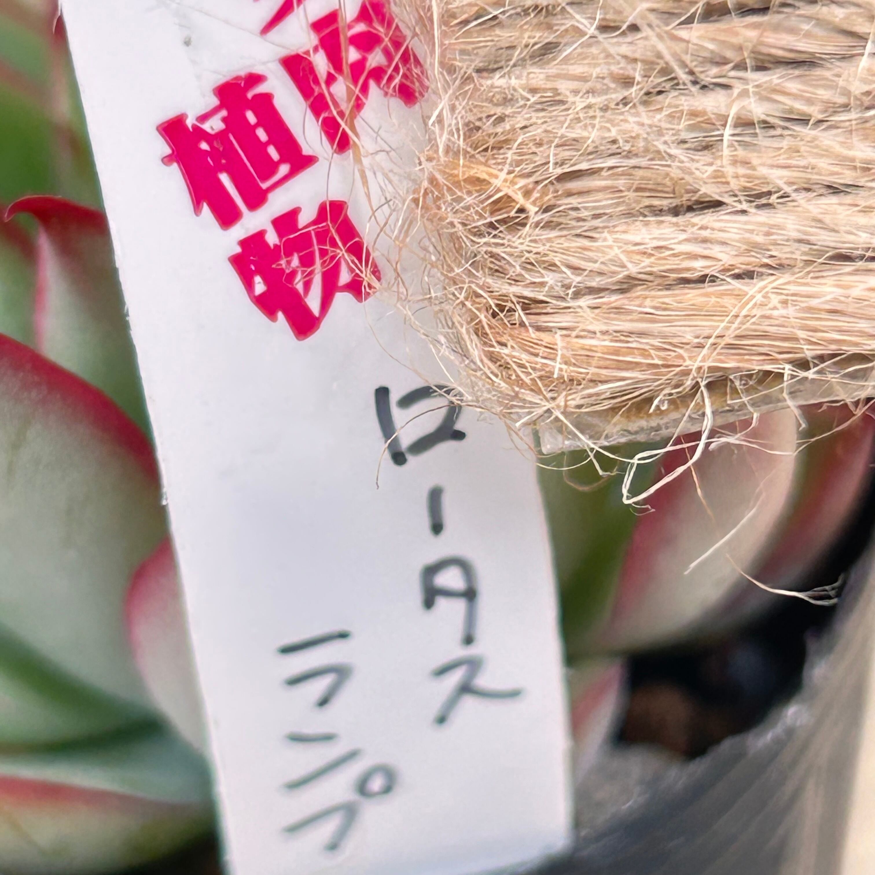 ロータスランプ | RuPo 多肉植物専門店