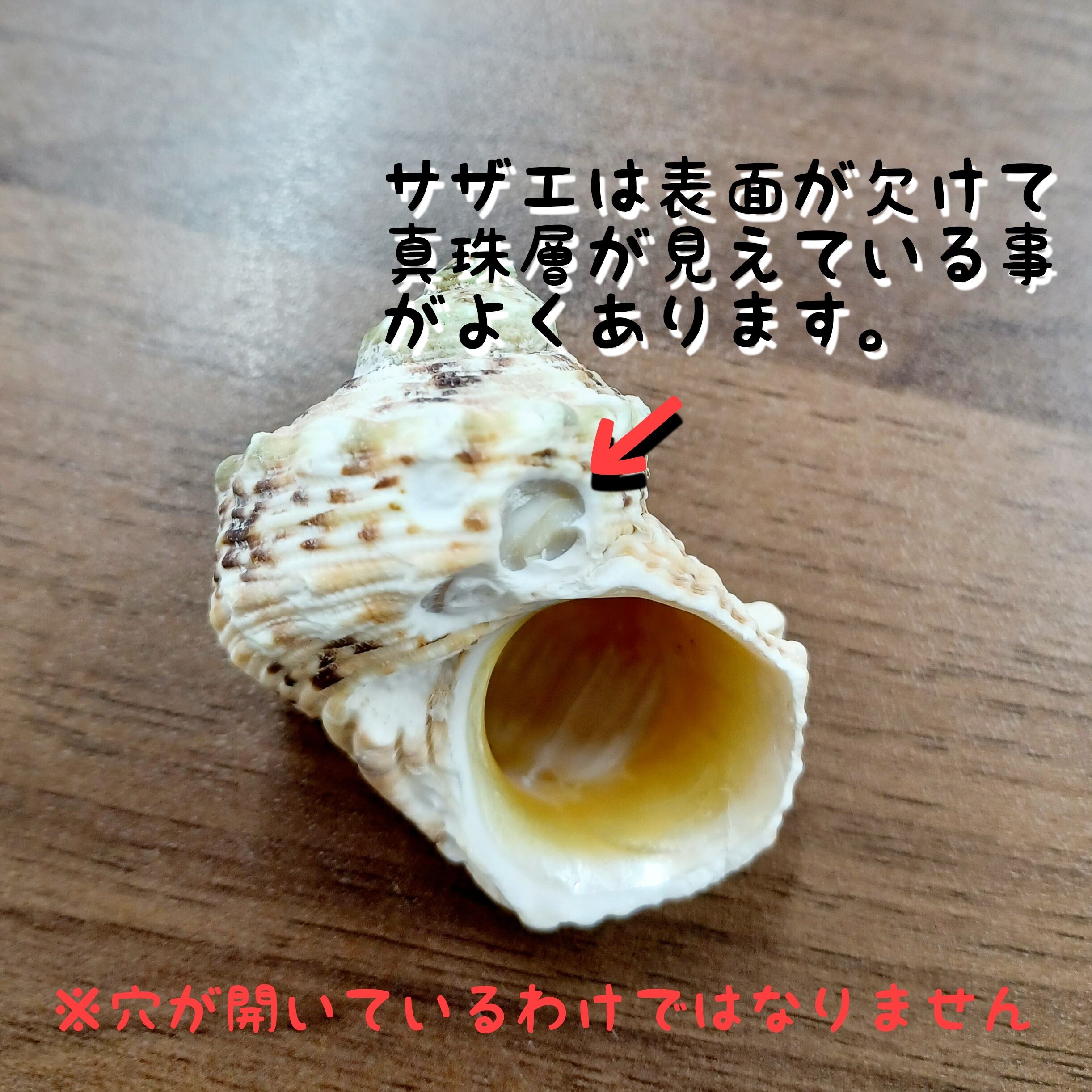 殻口約2.0~2.9cm サザエ | オカヤドカリショップ BiTa