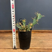 【クリアランスセール対象商品】ユーフォルビア　クラビゲラ【1012】【再撮影】【▼】