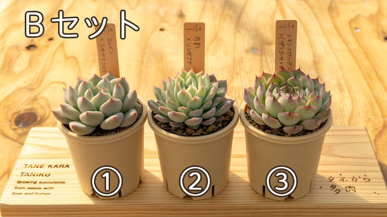 miso苗 3苗セット 札つき ミソップさん苗 2025冬ミソ苗セット第三弾（Bセット） | タネから多肉