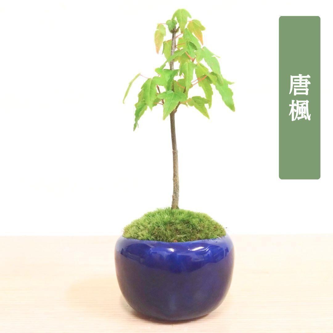POTOCO 唐楓 カエデ 通天楓 観葉植物 陶器鉢 盆栽 小品盆栽 苔玉 POTOCO 唐楓 楓 カエデ 観葉植物 陶器鉢 盆栽 小品盆栽 苔玉 苔 | POTOCO