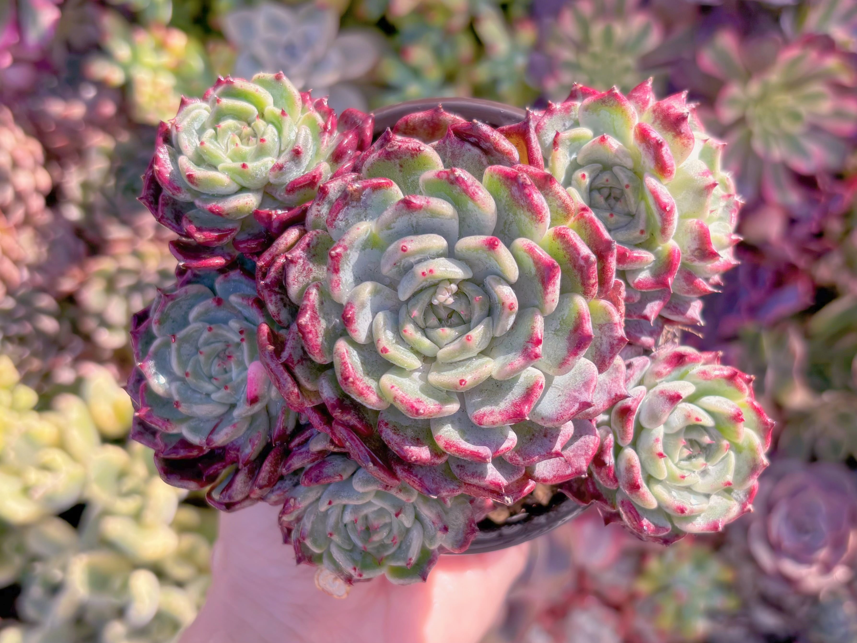 現品　沙羅姫牡丹#M235　大群生　新入荷　るる農園