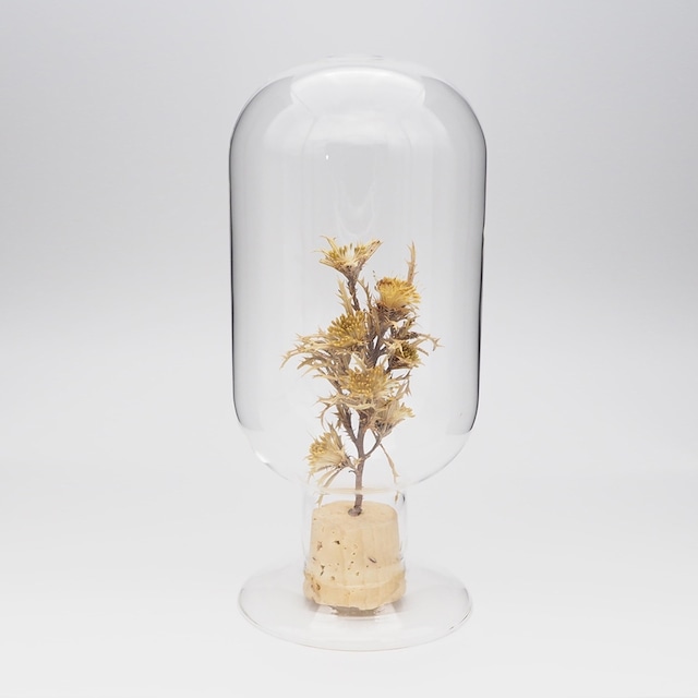 Glass Dome Object/ Mimosa