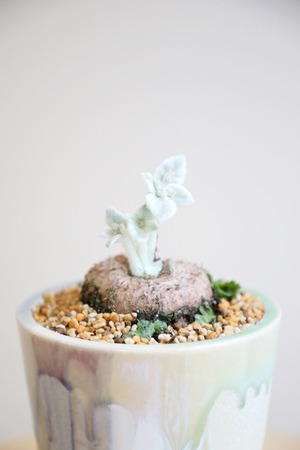 【S】断崖の女王/Sinningia leucotrich　※小葉