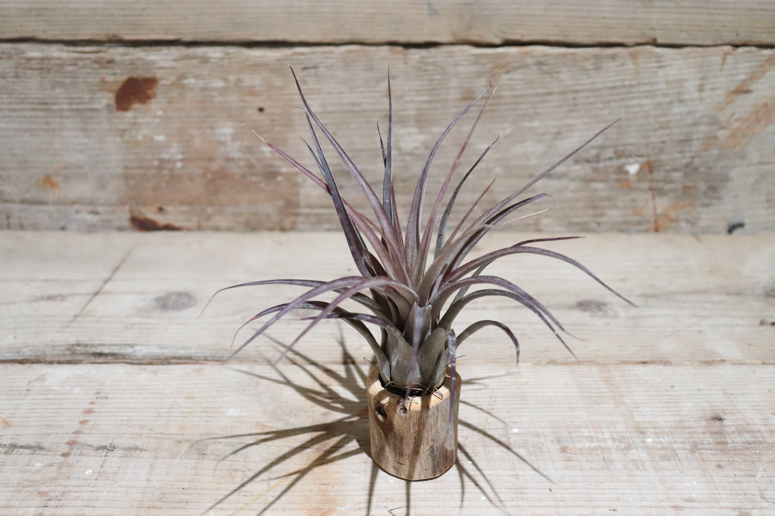 b338faf8b3adb3d2cf131079ac93bc