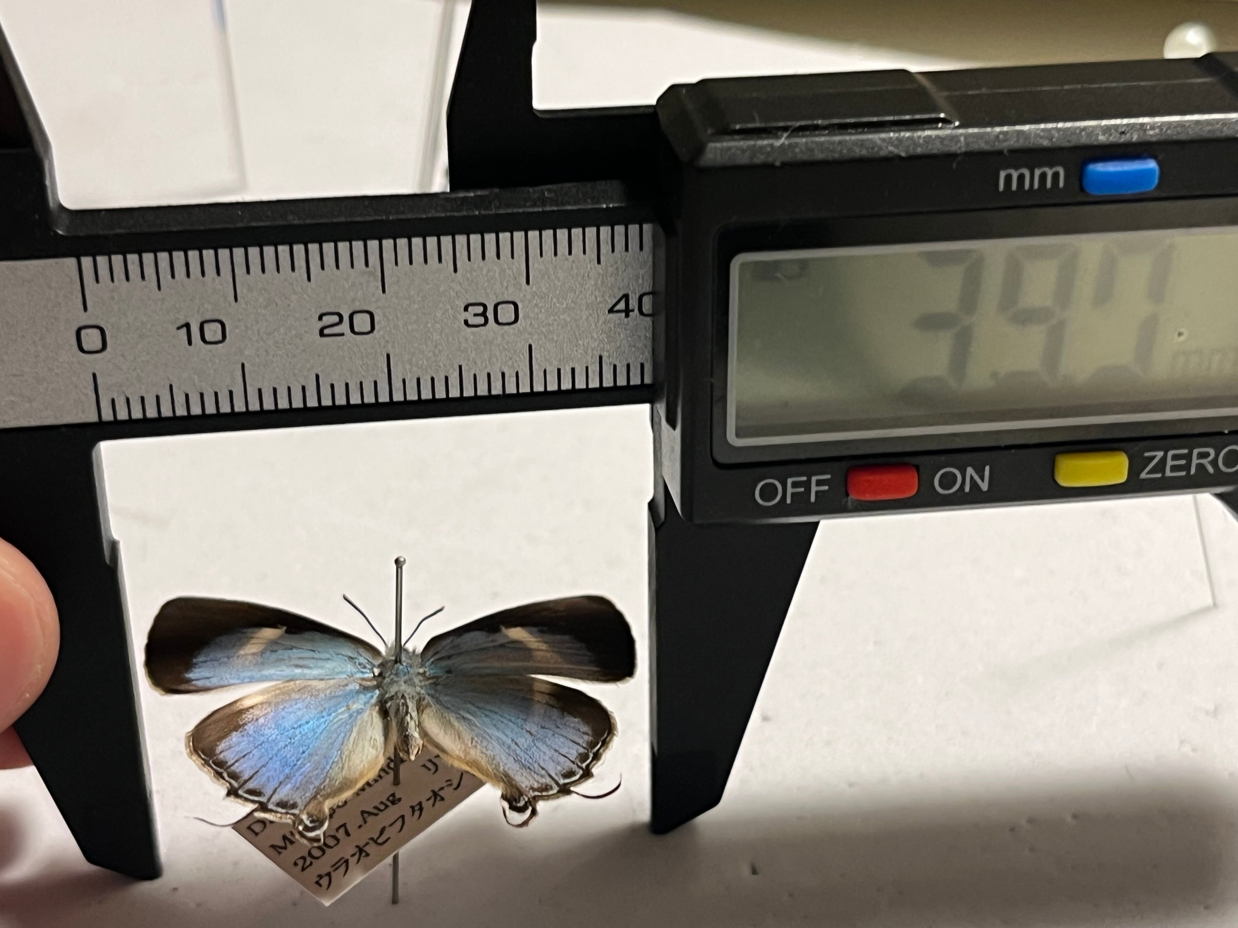 リアオウラオビフタオシジミ シジミタテハ スルコスキーモルフォ 外