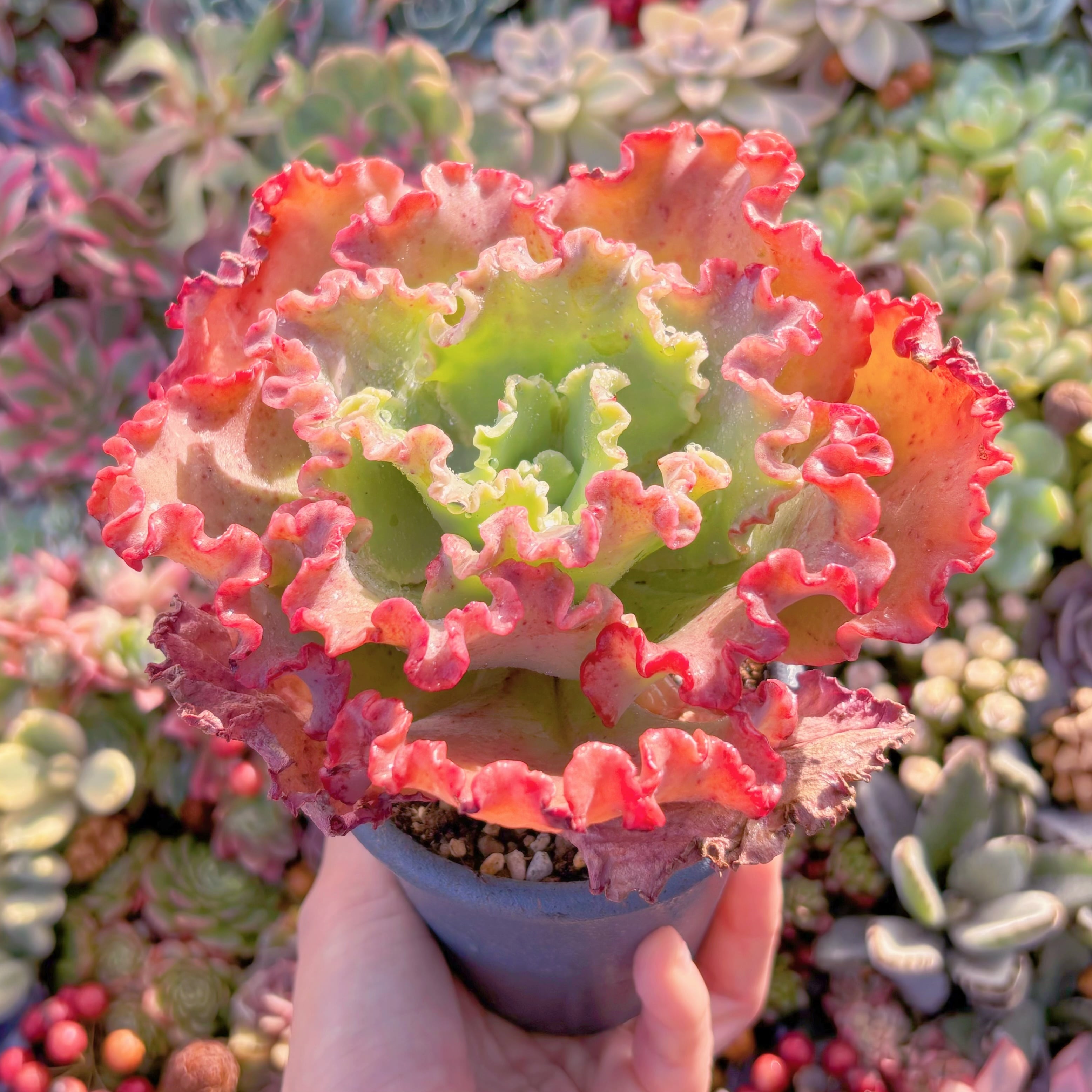 多肉植物 女王の花笠 特大苗 新入荷 るる農園 | るる農園~多肉植物専門