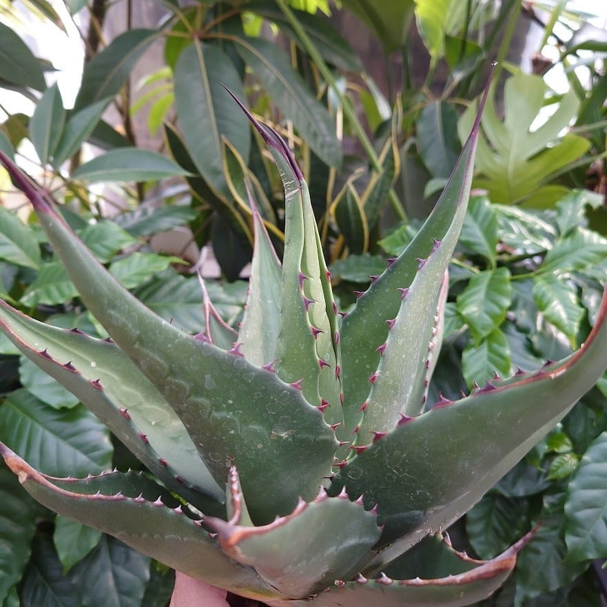 アガベ ジェントリー ジョーズ agave gentryi 