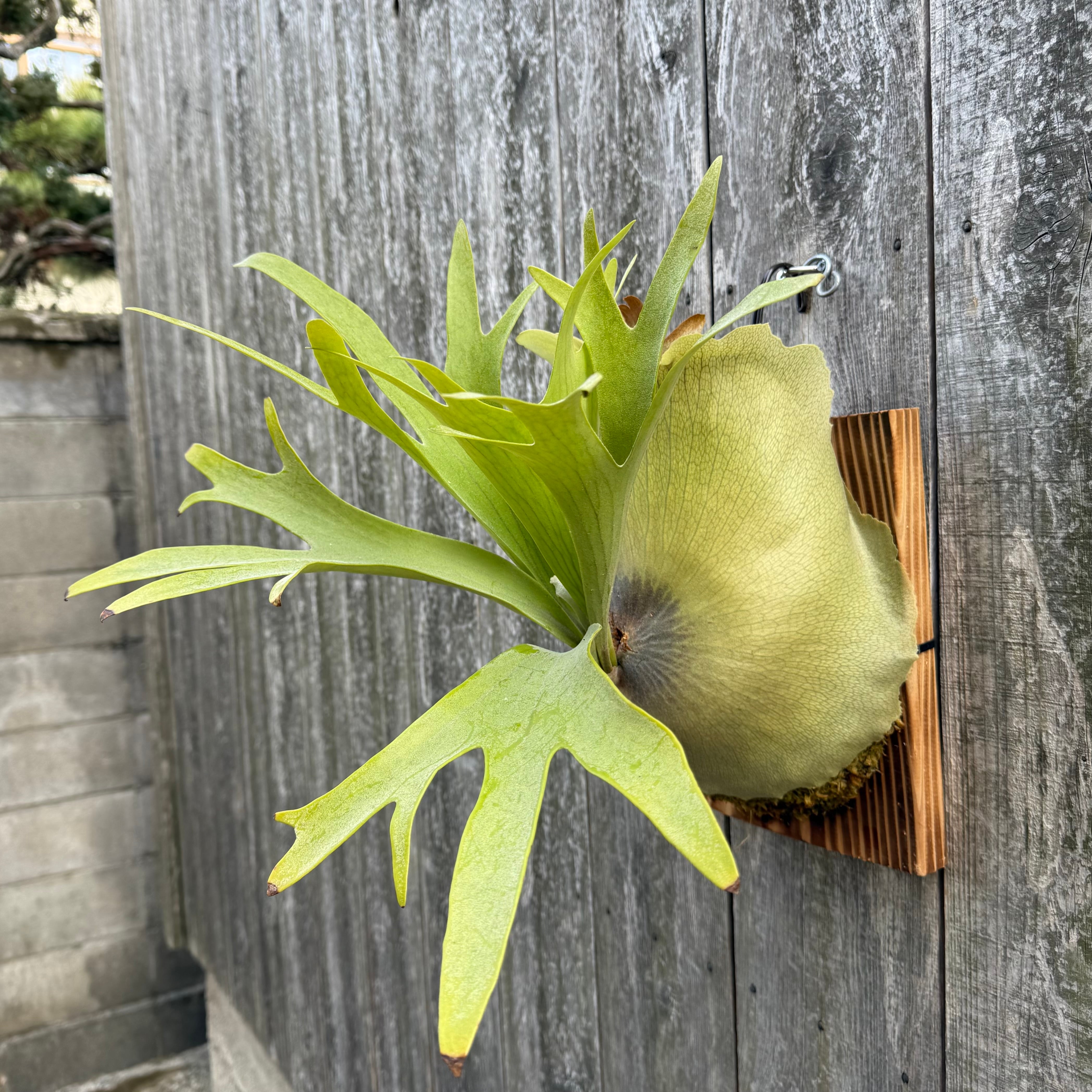 Platycerium bifurcatum Popcorn (pup) | naturefix