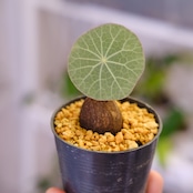Stephania kaweesakii / ステファニア カウィーサキー㊳/ 観葉植物