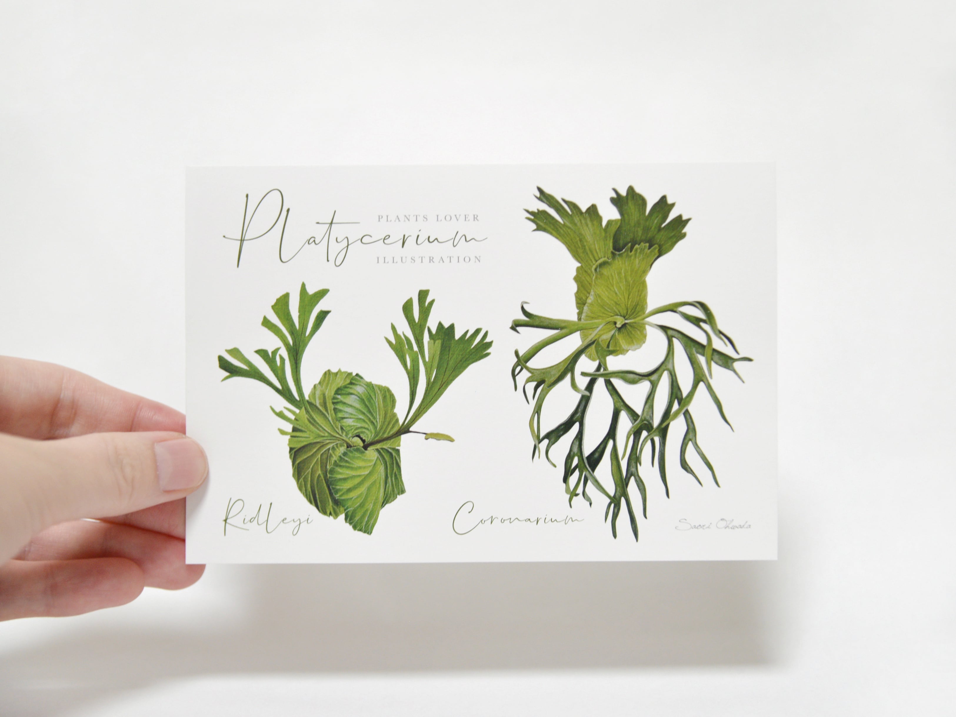 Platycerium  2種ポストカード