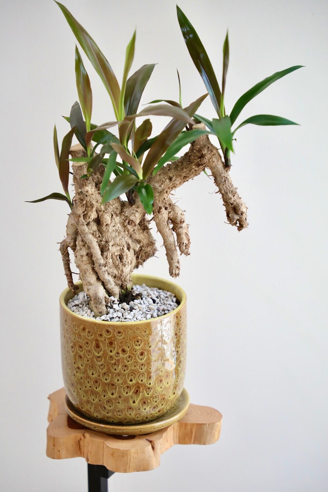 M】コルジリネ ストリクタ/Cordyline ※陶器鉢付き | 【厳選植物・器