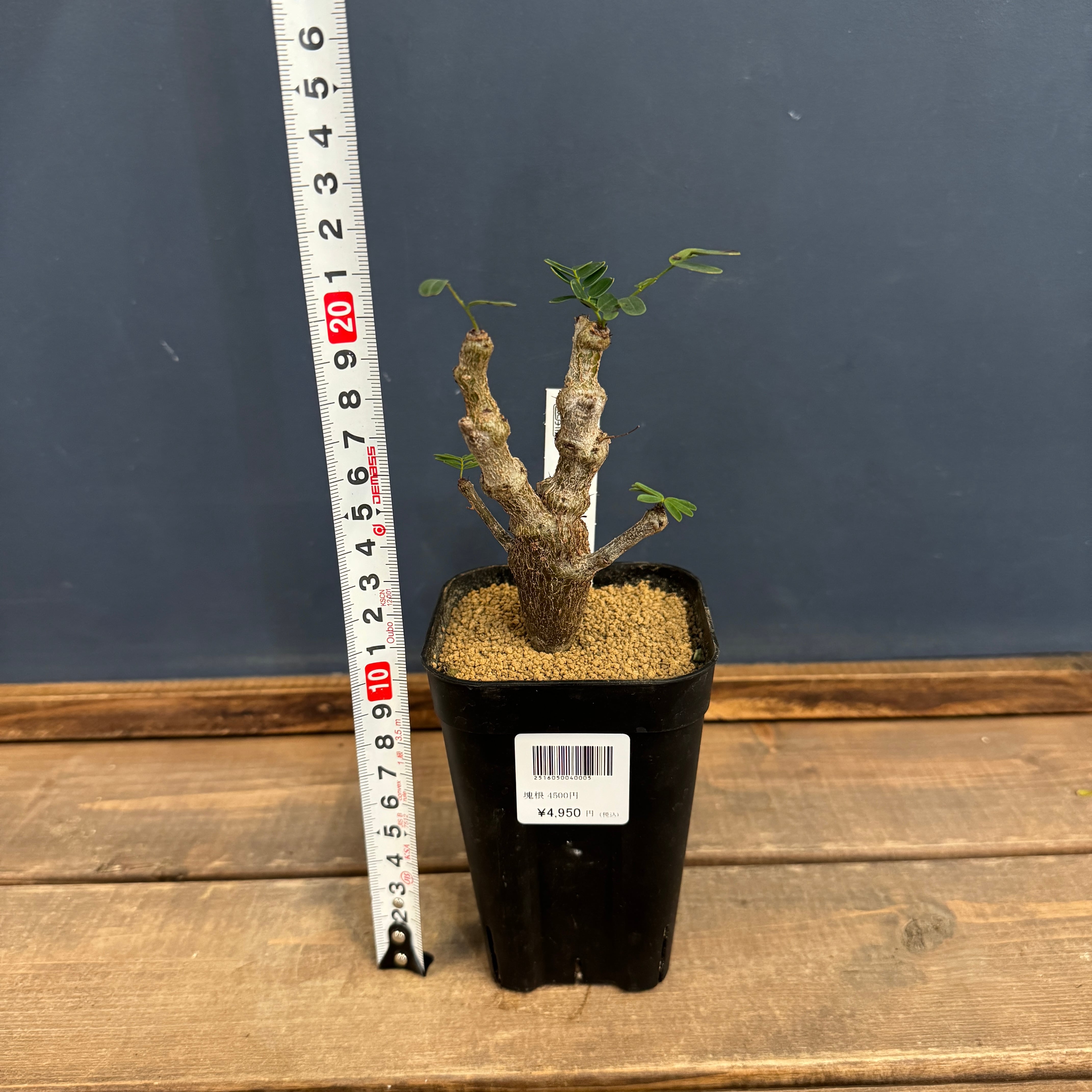 センナメリディオナリス センナ メリディオナリス2.5号 | 植物との暮らし apricot