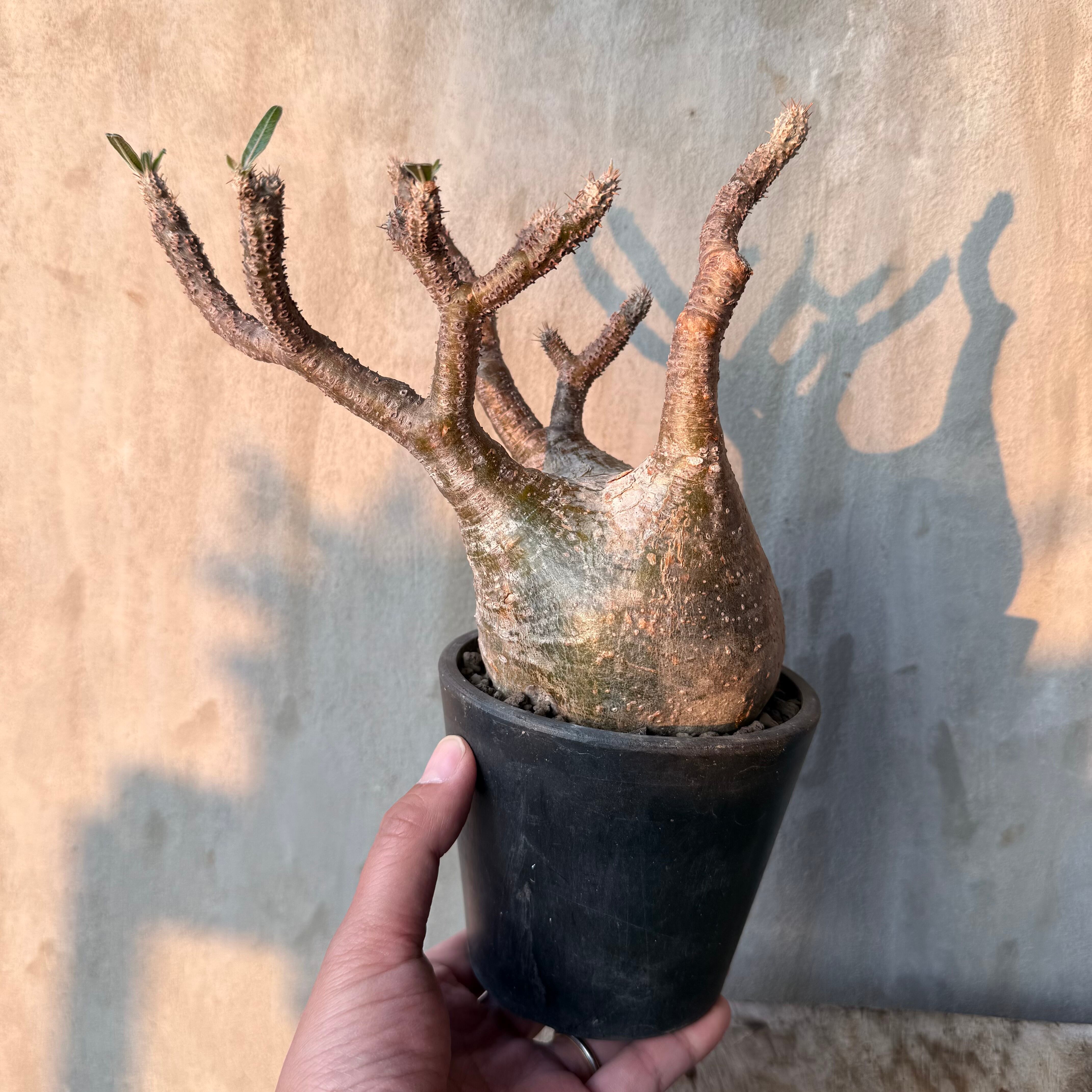 植物 | A-PLANTS