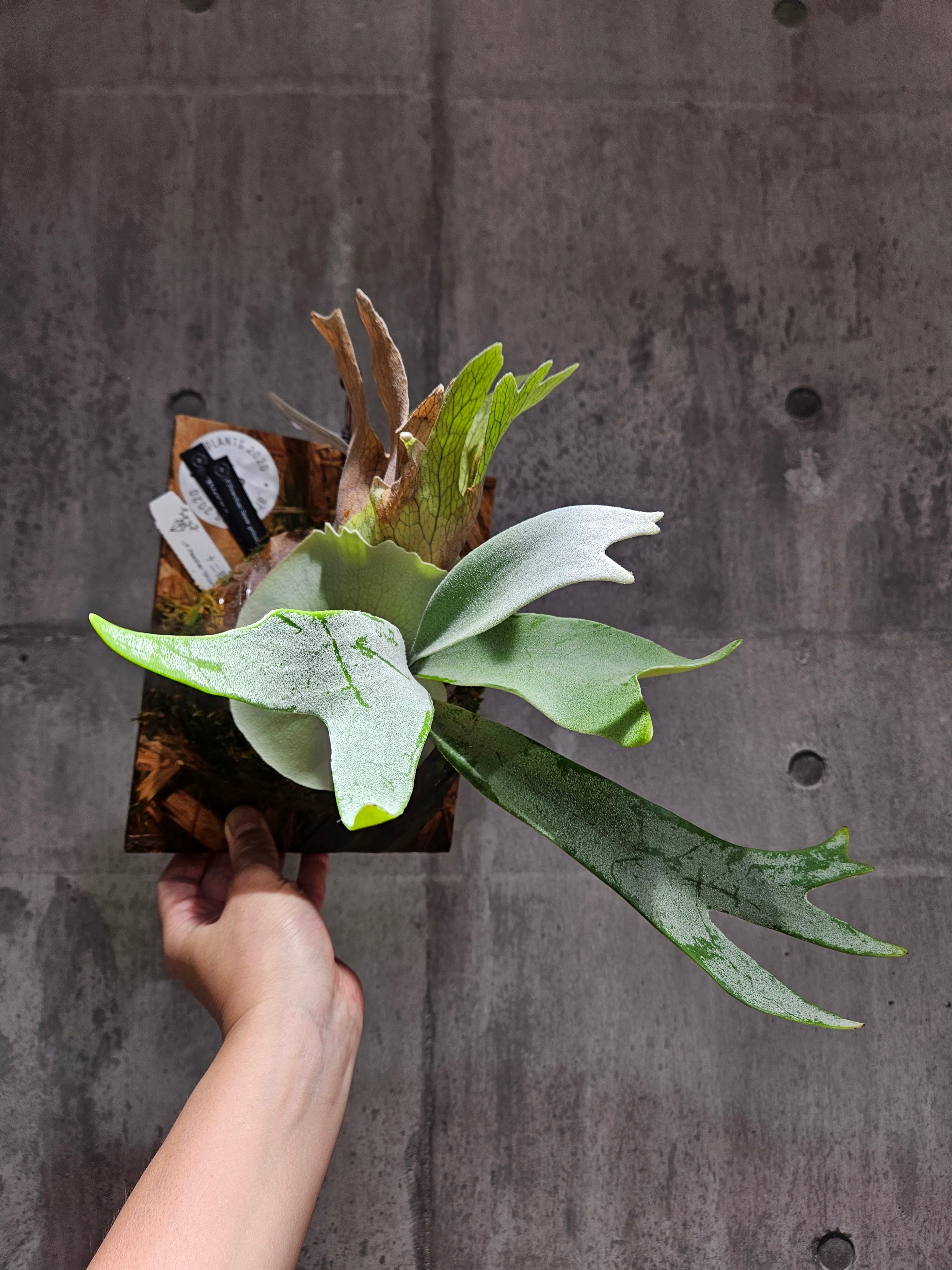 ビカクシダ 希少種　P.Pewchan(pup spore) ビカクシダ ピューチャン P.Pewchan