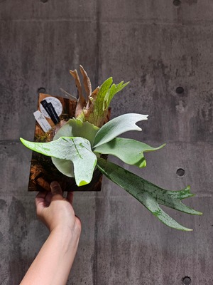 P.Pewchan Snow princess F401 【artPLANTs/PLANTS GARAGE】 ビカクシダ/Platycerium