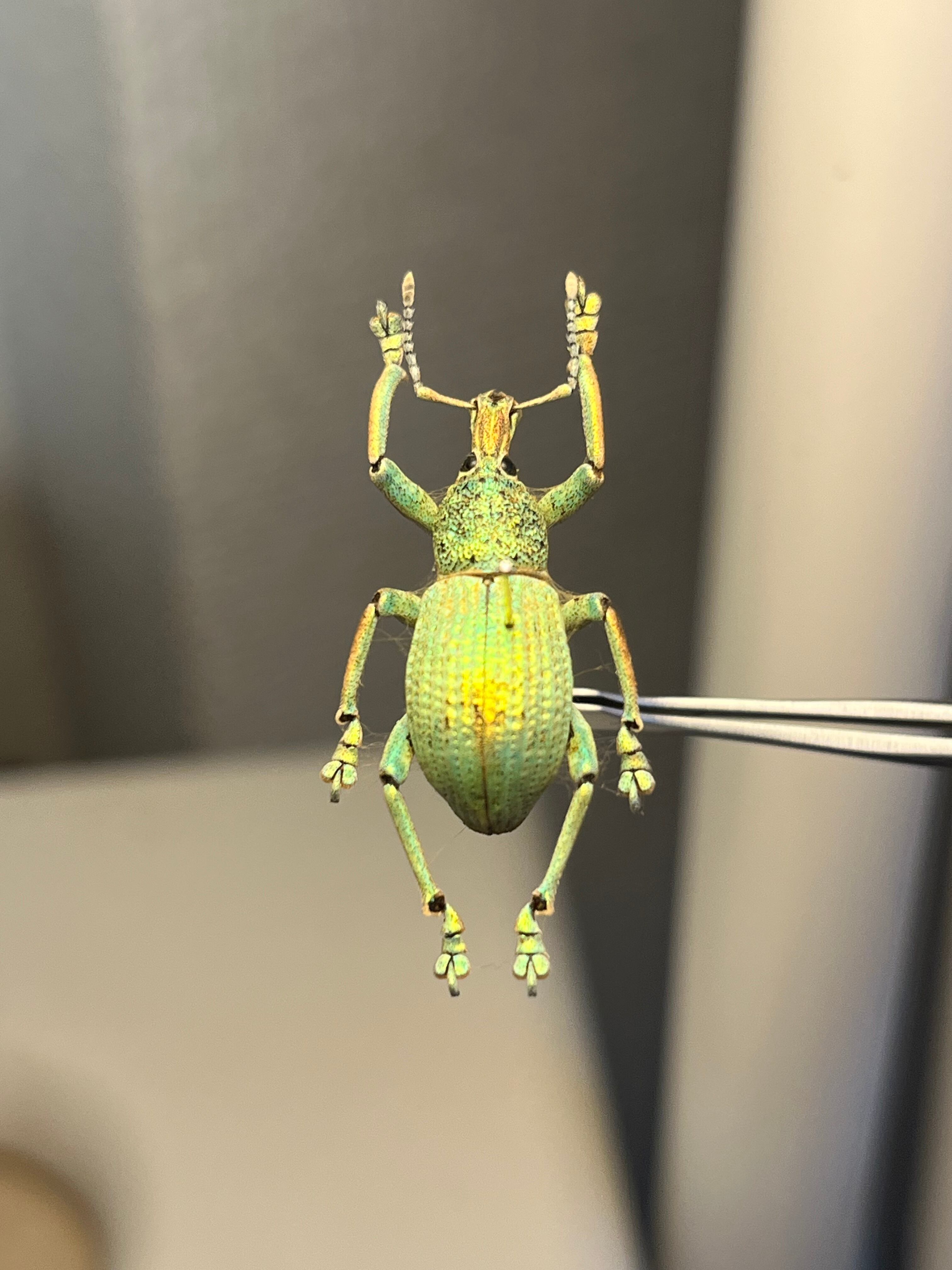 ホウセキゾウムシの一種 標本Eupholus bruyni？ カミキリ昆虫ゼリー