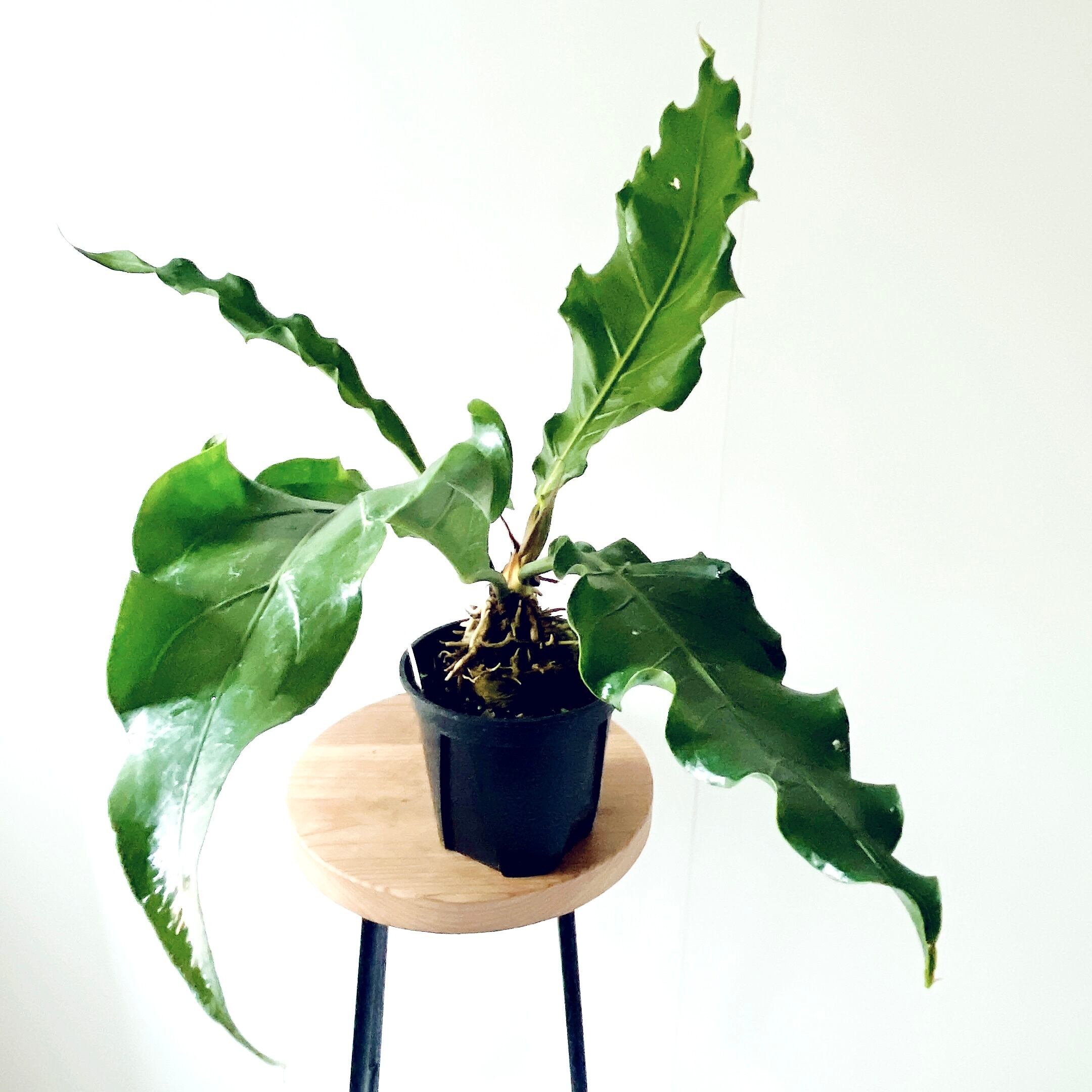 ゆったり癒しの アンスリウムフーケリー 5号鉢 観葉植物 calm cafe ゆったり癒しの アンスリウムフーケリー 5号鉢 観葉植物 calm cafe