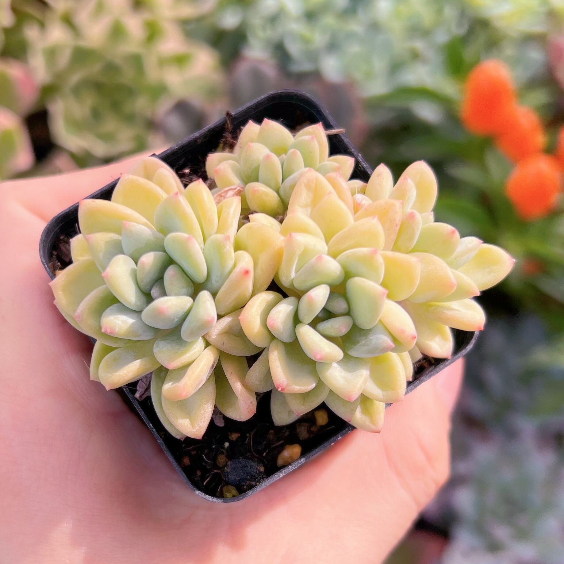 現物　ストロベリークリーム#697   古株　るる農園