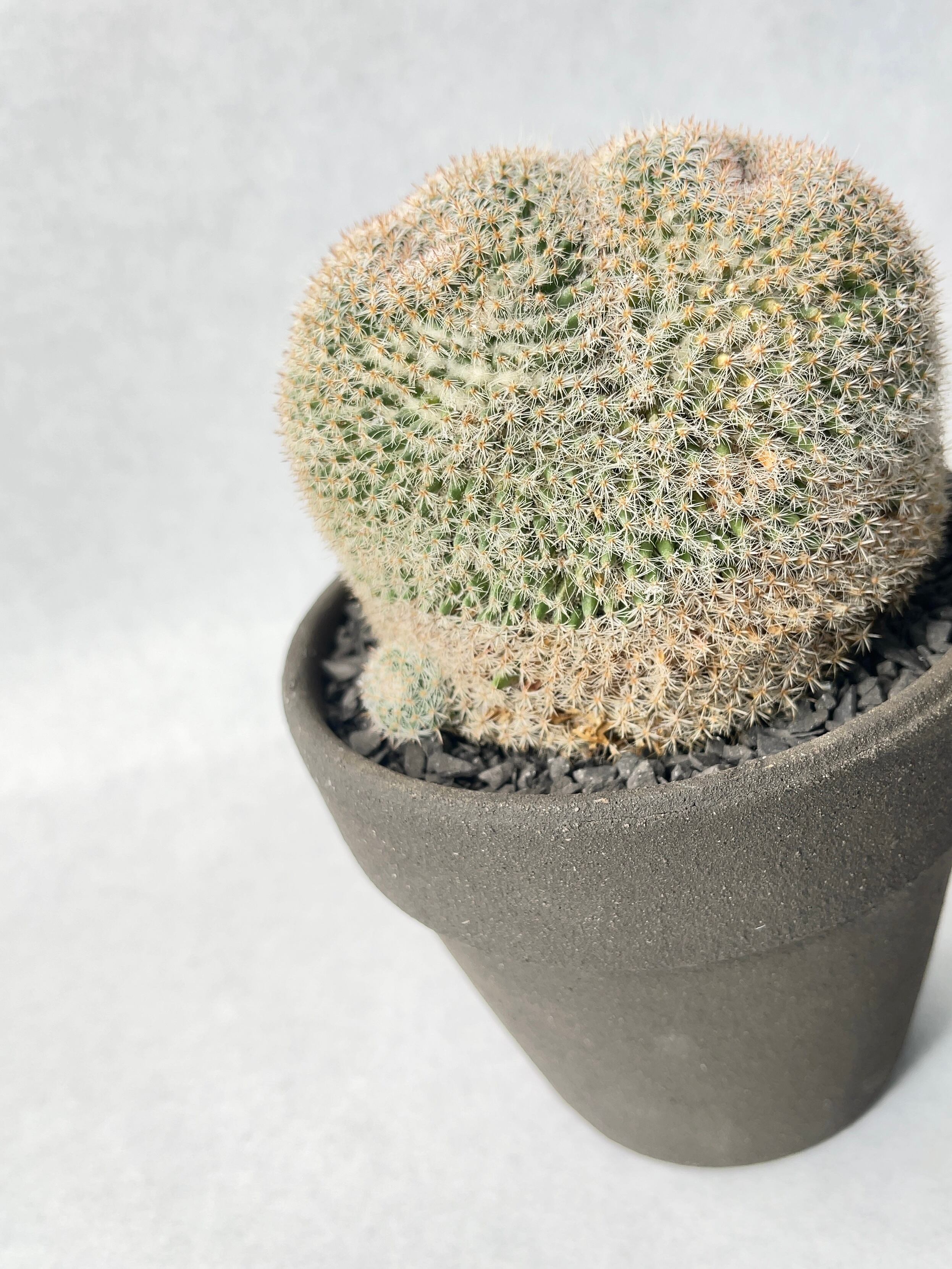 マミラリア・大福丸 | trigger