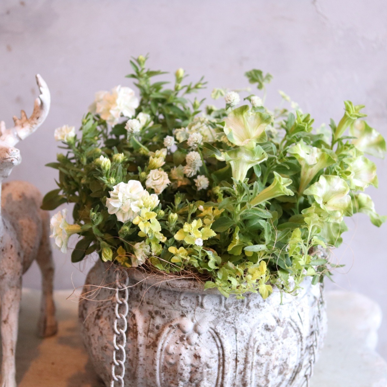 寄せ植え　ペチュニアロイヤルミルクティの寄せ植え｜届いてすぐ飾れる完成品｜玄関にオススメ｜新築・開店祝いギフト｜モンディマンシェ