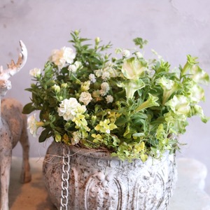 寄せ植え　ペチュニアロイヤルミルクティの寄せ植え｜届いてすぐ飾れる完成品｜玄関にオススメ｜新築・開店祝いギフト｜モンディマンシェ