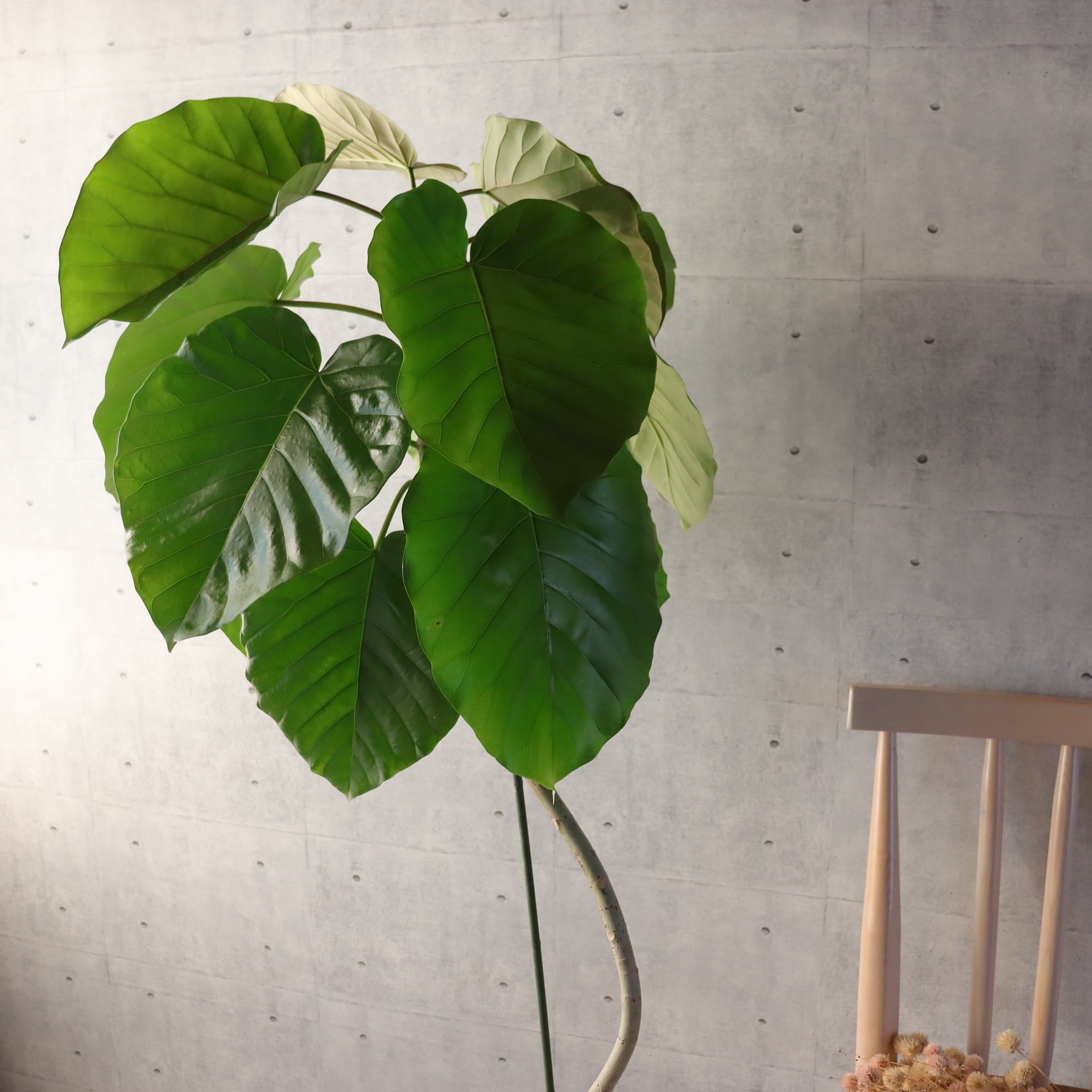 【樹形◎145cm】フィカス ウンベラータ 曲がり仕立て 観葉植物 室内 大型