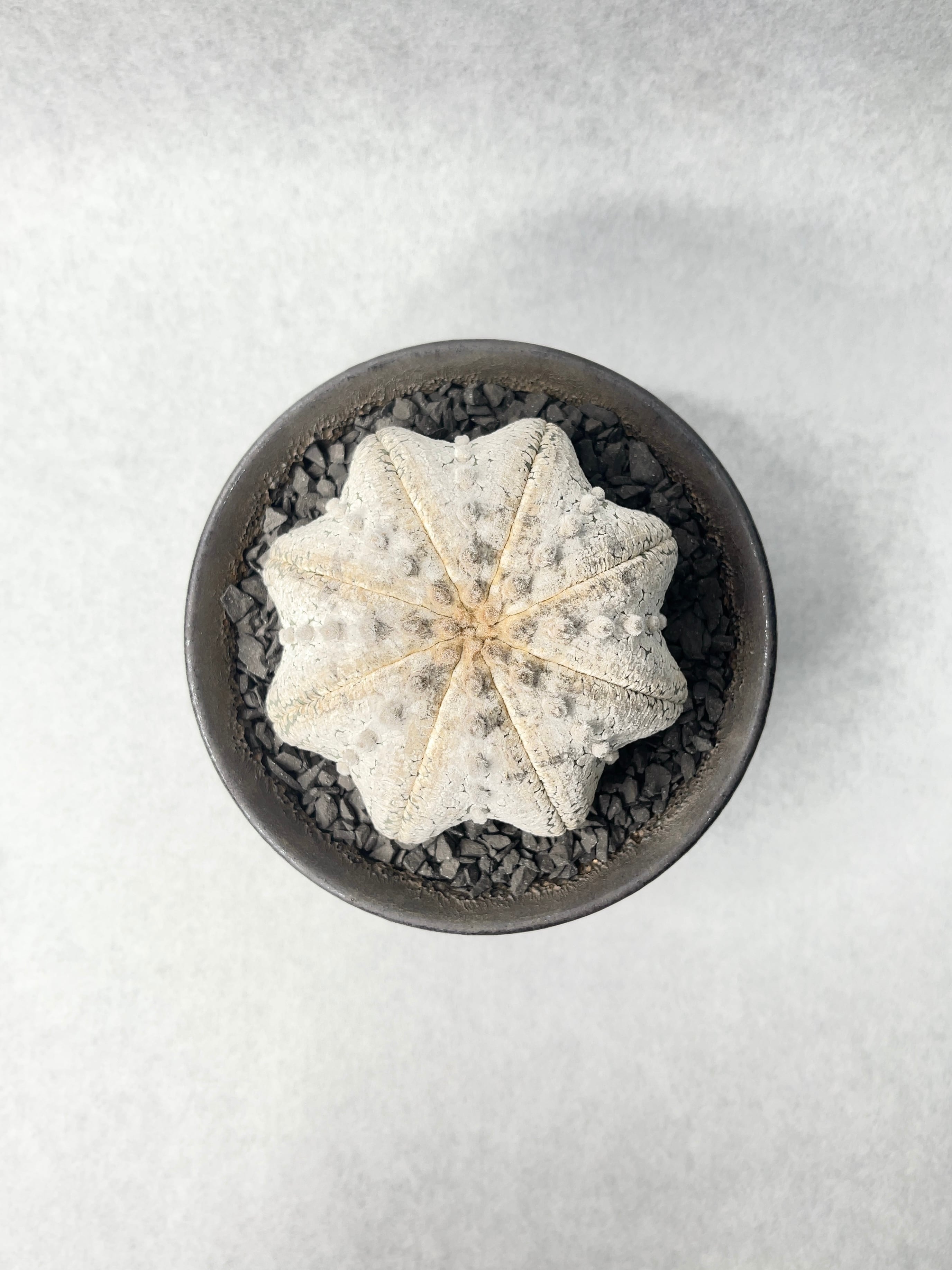 アストロフィツム 子吹きミラクル兜 大株 アストロフィツム ミラクル兜