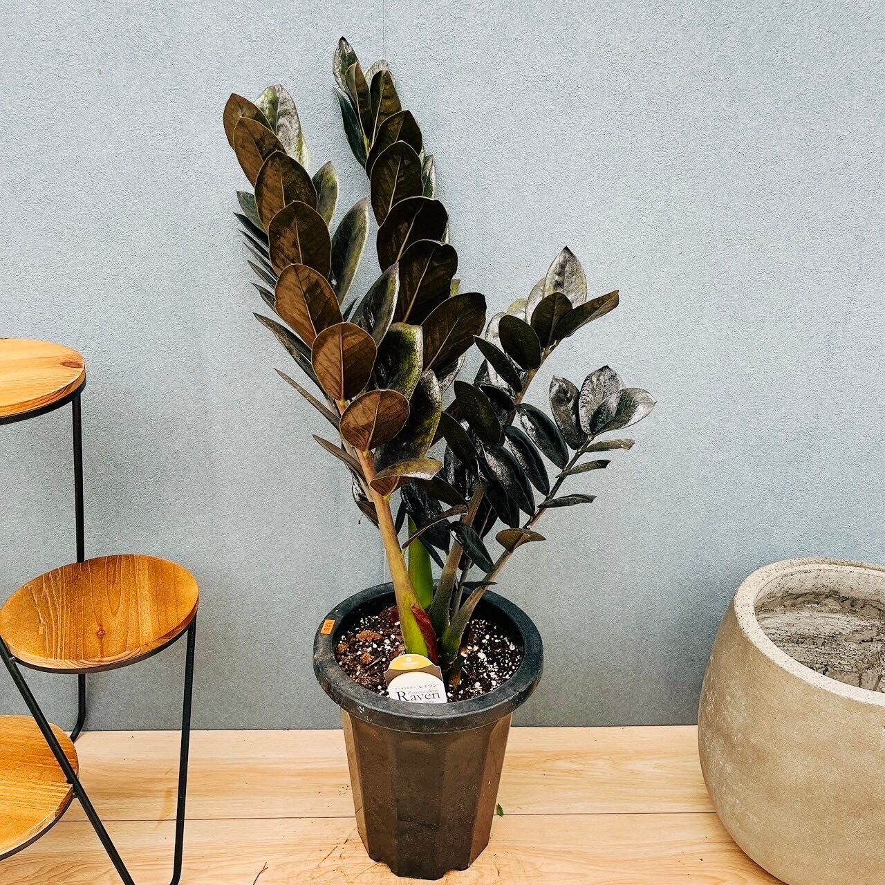 現品］【希少】37番 キンモウコウ 7号 観葉植物 レア 室内 希少