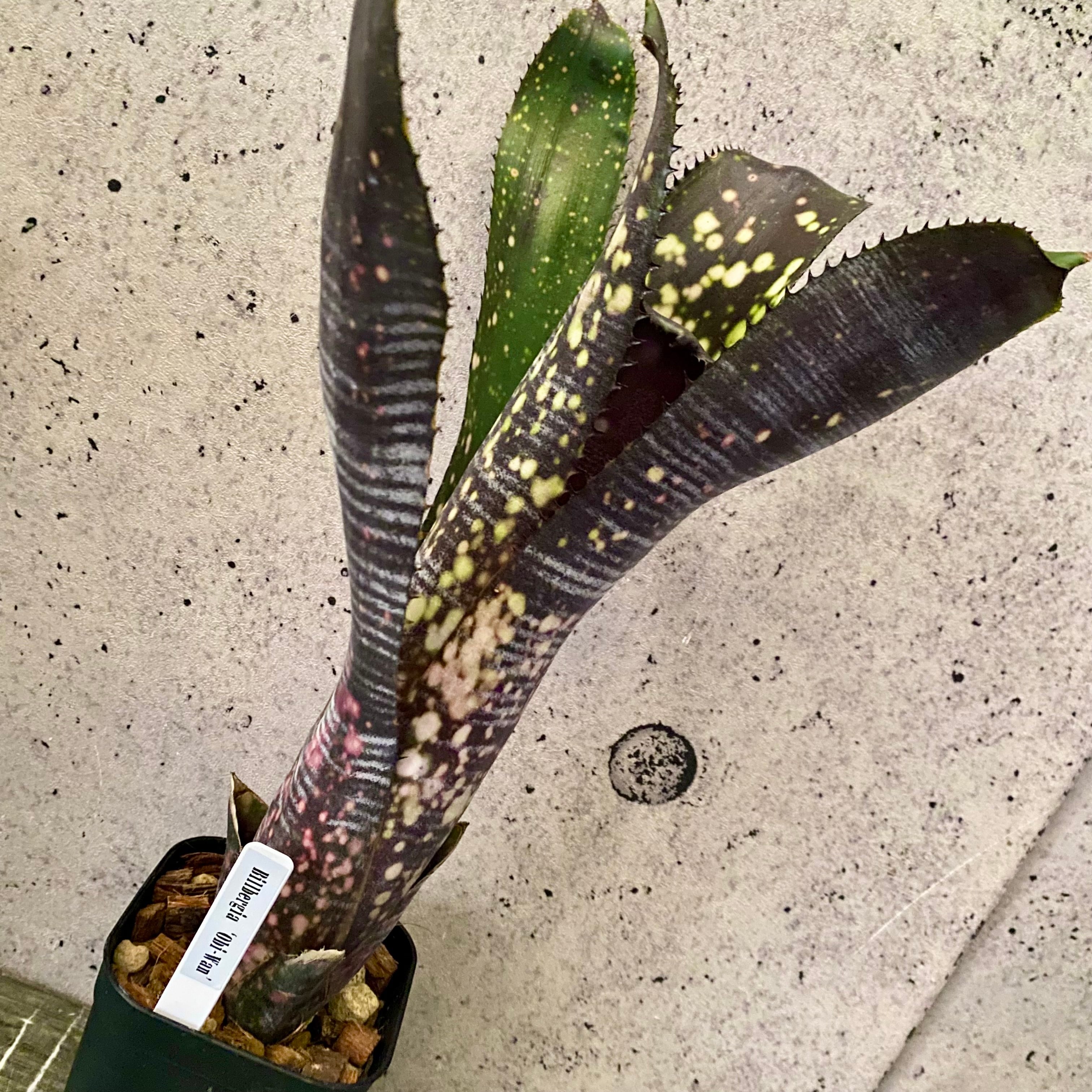 ブロメリア　billbergia 'little black' Billbergia Black Pearl【artPLANTs】 ビルベルギア/タンクブロメリア