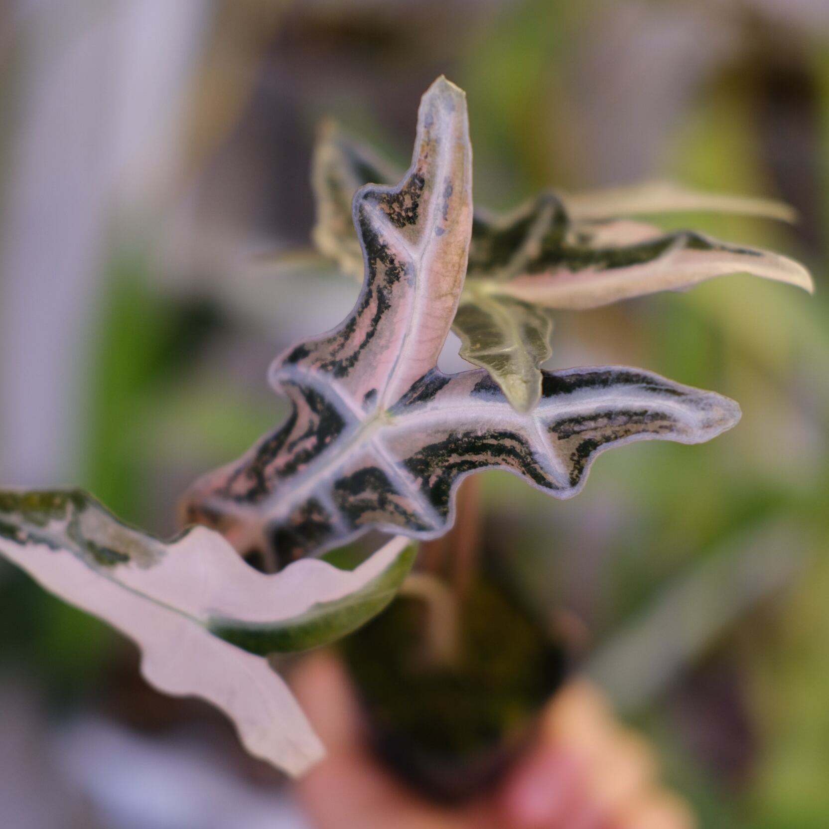 Alocasia Nobillis Pink 