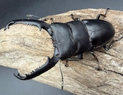 【WD】《パラワンオオヒラタ マンタリンガハン産 96.5mm ペア》