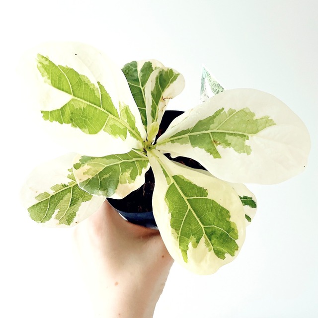フィカス リラータ イヴォンヌ 斑入り カシワバゴム 観葉植物 calm cafe