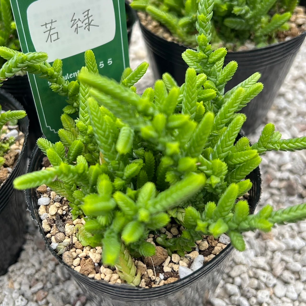 天使の雫 一寸苗 多肉植物 セダム | Succulent 花うらら 〜多肉植物