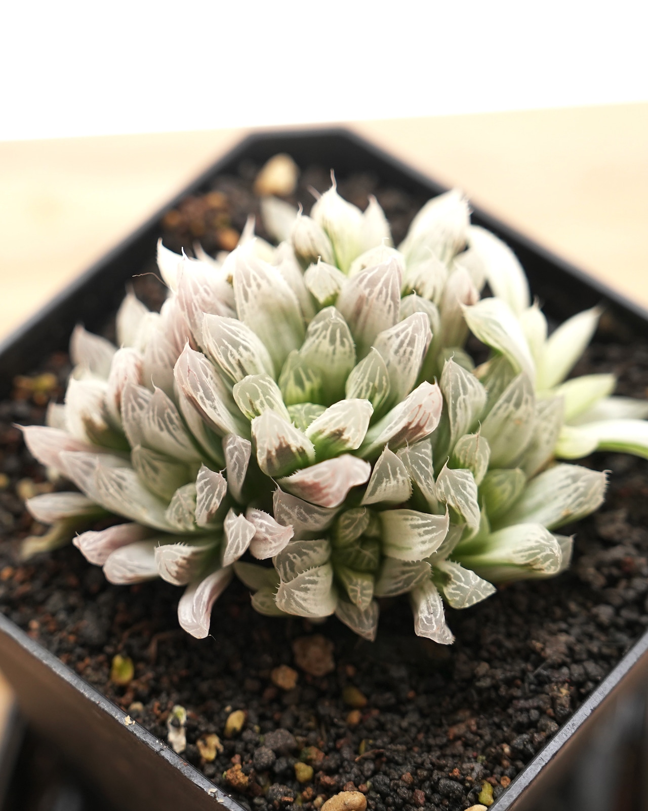 【PREMIUM】 抜き苗 白斑玉露 大群生株 Haworthia cooperi 'Silver Swirl'