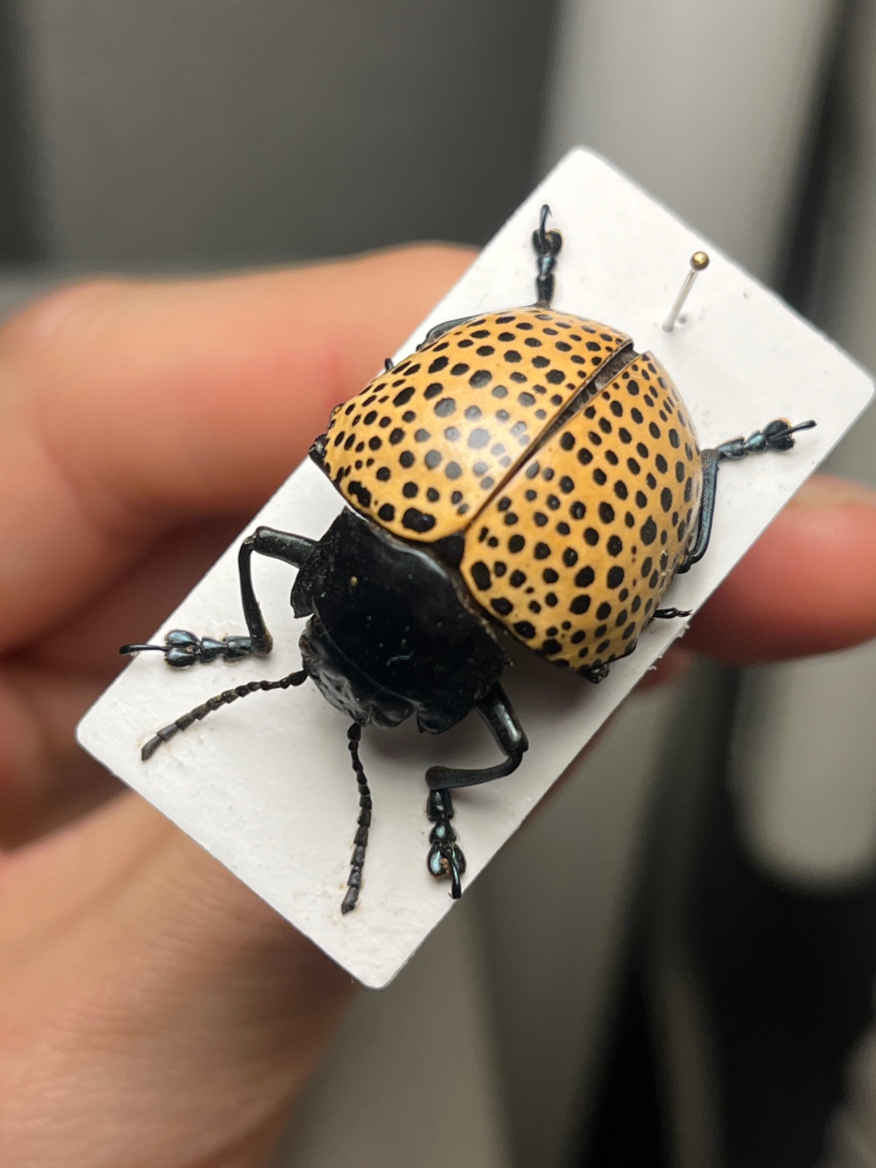真作】ミズタマズングリハムシ 草間彌生 作品 昆虫標本 キノコムシ
