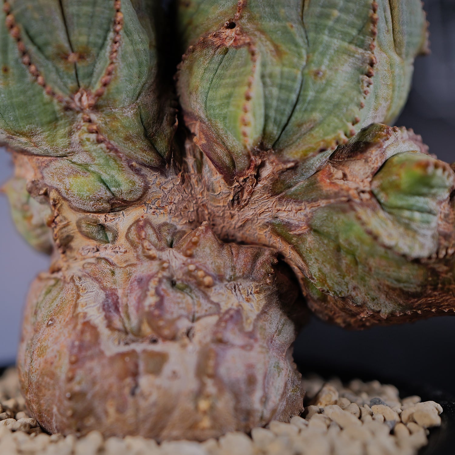 オス株【超厳選株】異型 大株 最大幅約12cm トリプルヘッド 綴化