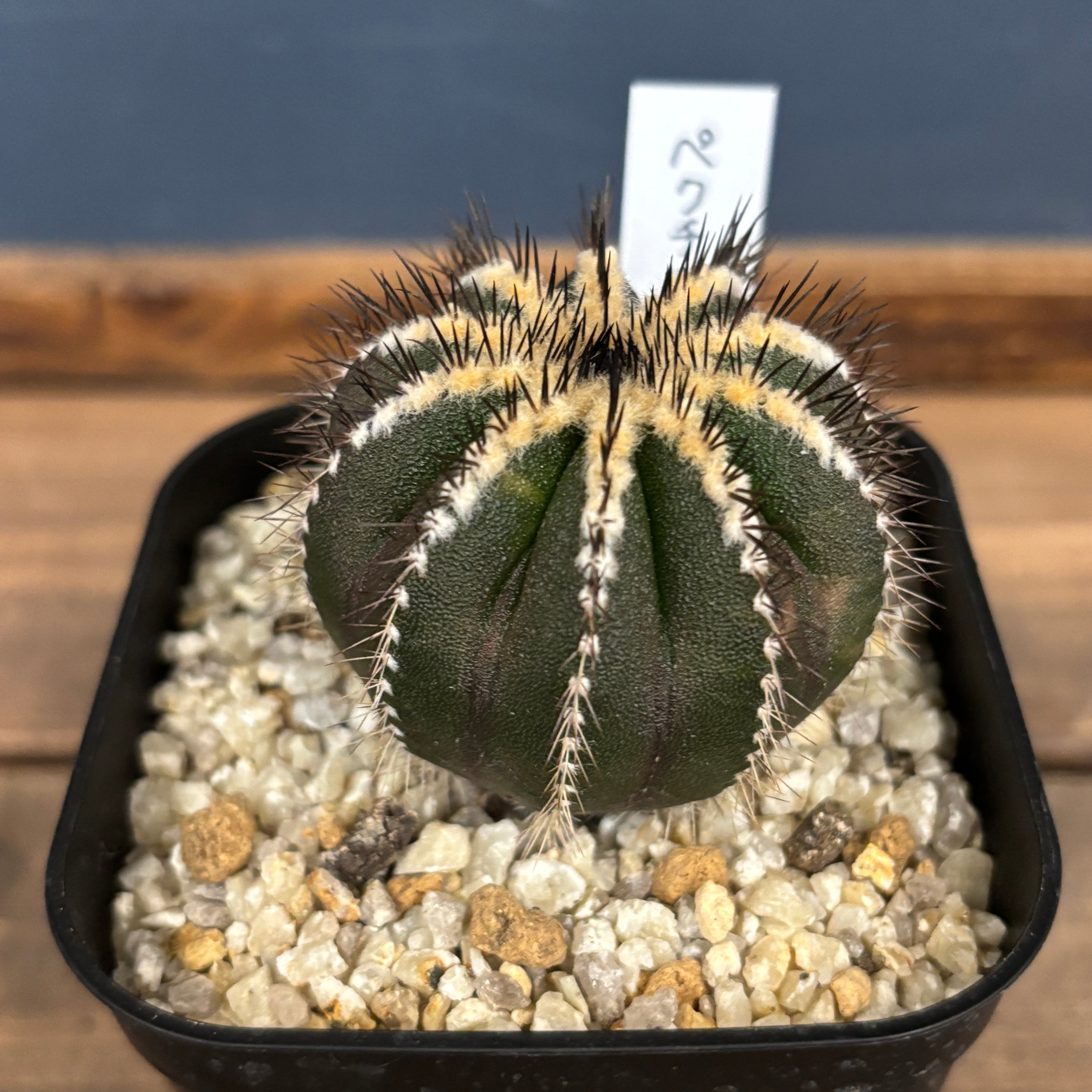 サボテン | PROTOLEAF プロトリーフ サボテン | PROTOLEAF プロトリーフ