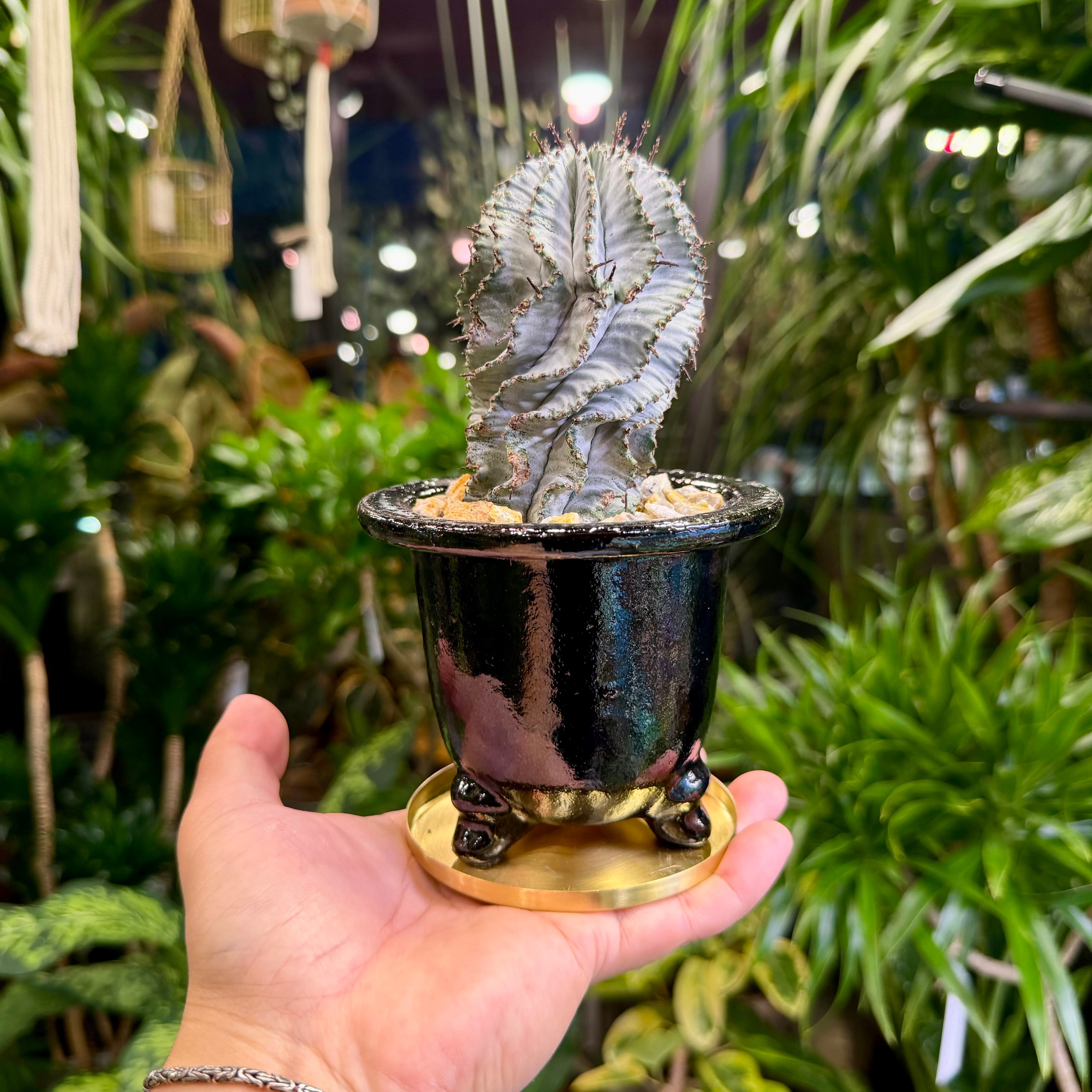 ユーフォルビア・ホリダ | barrelplants_BONSAI