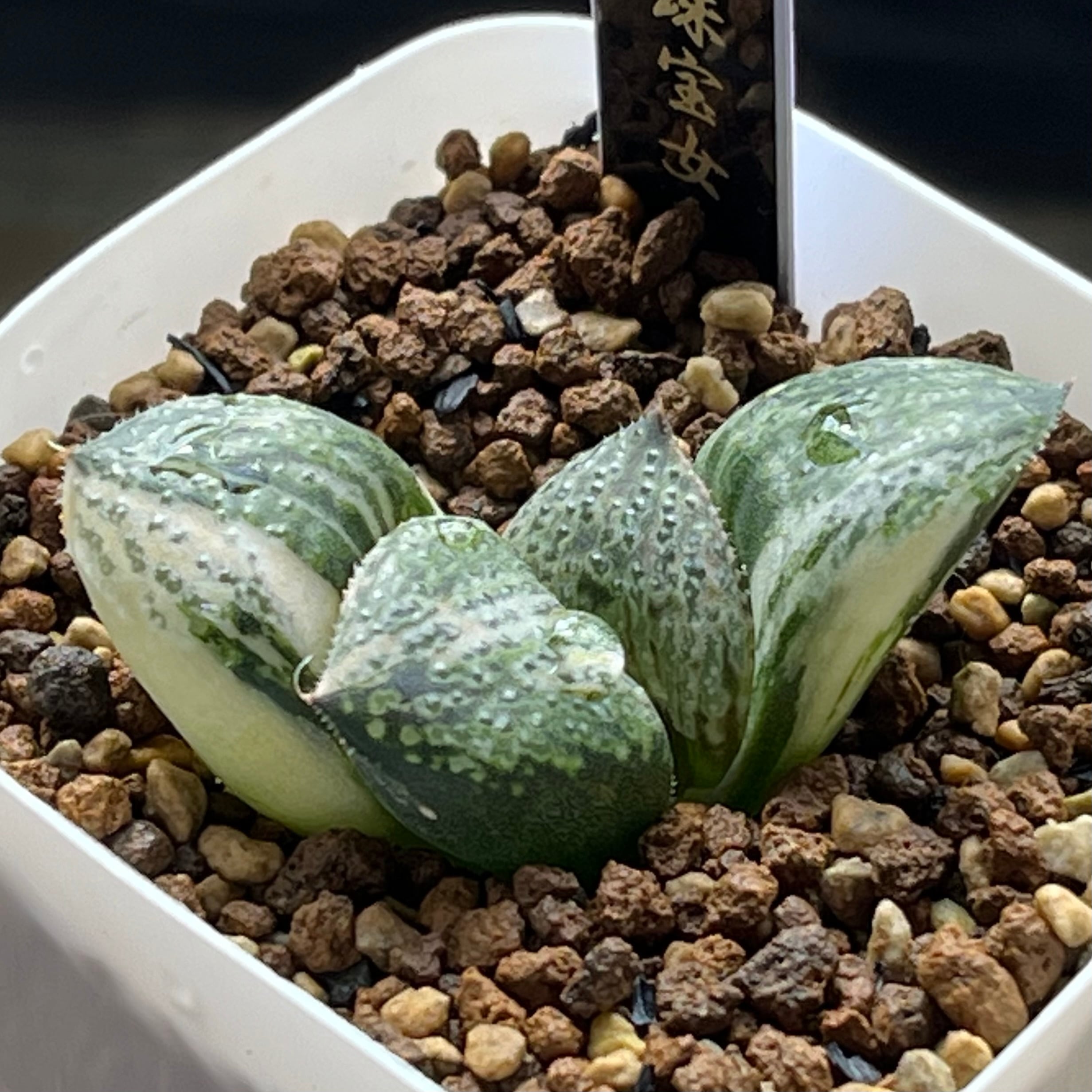 ハオルチア 万象錦 白妙 | mocono_plants