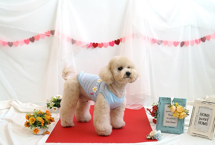 【SALE】chacha flower top S ~ XL 2color / 犬服 春夏 新作 袖なし トップス 可愛い ドッグウェア わんこ服 Tシャツ