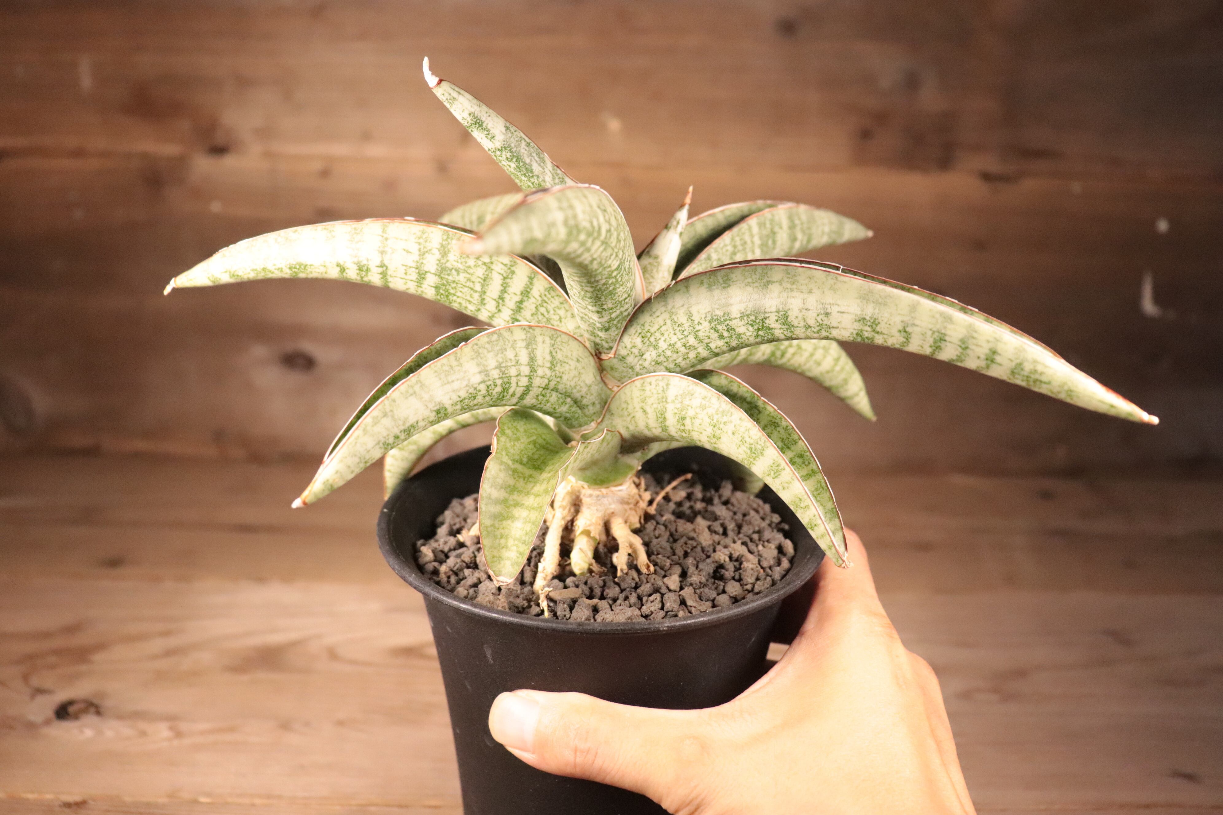 送料無料】Sansevieria Hybrid〔サンセベリア〕現品発送S0015 | plane