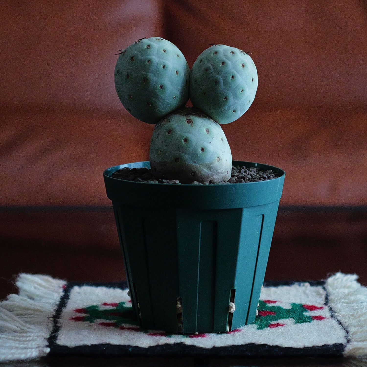 超大球 最大幅5.5cm 3球 棘無し テフロカクタス ゲオメトリクス  