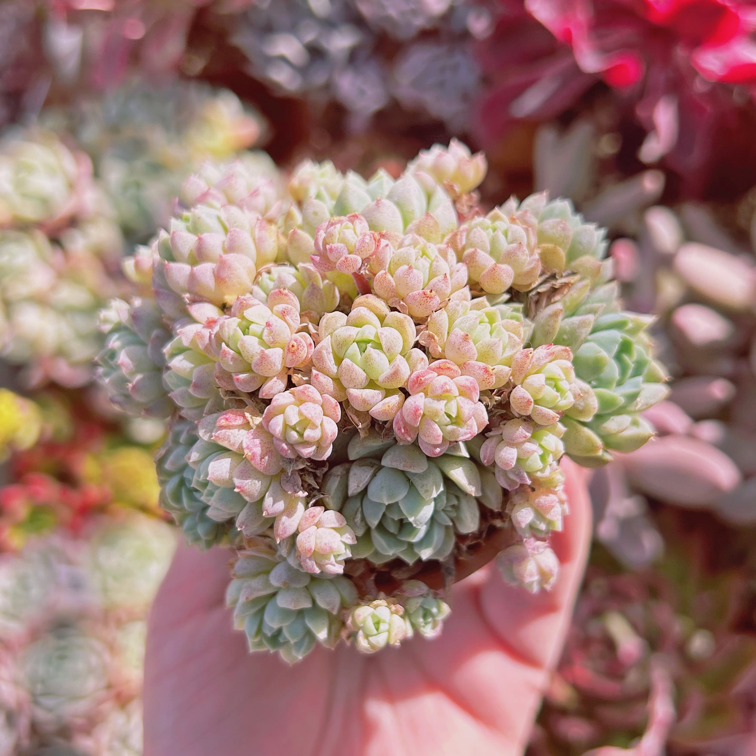 #734現物　多肉植物　ハチミツボール