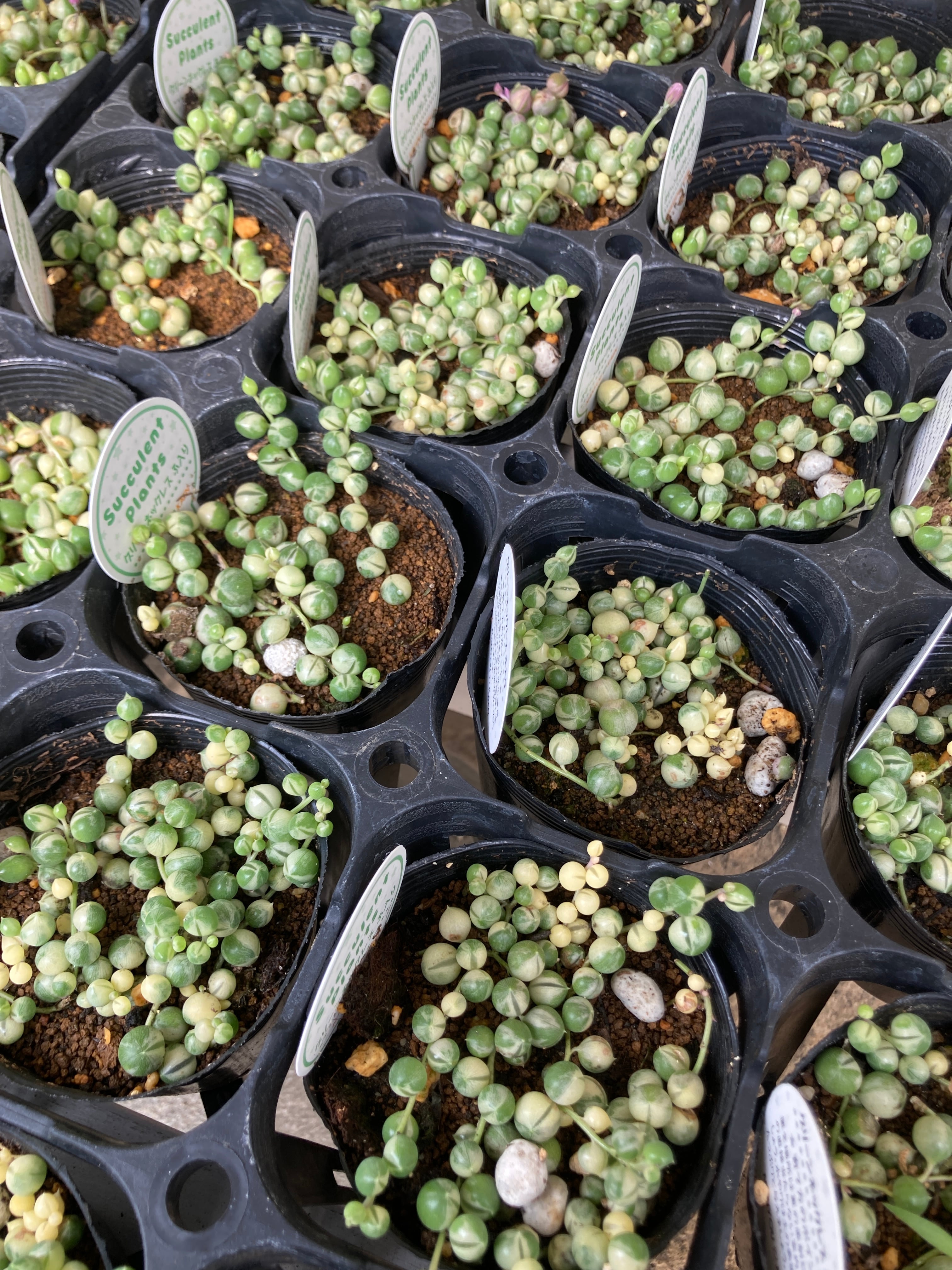 セネシオ | 多肉植物研究所